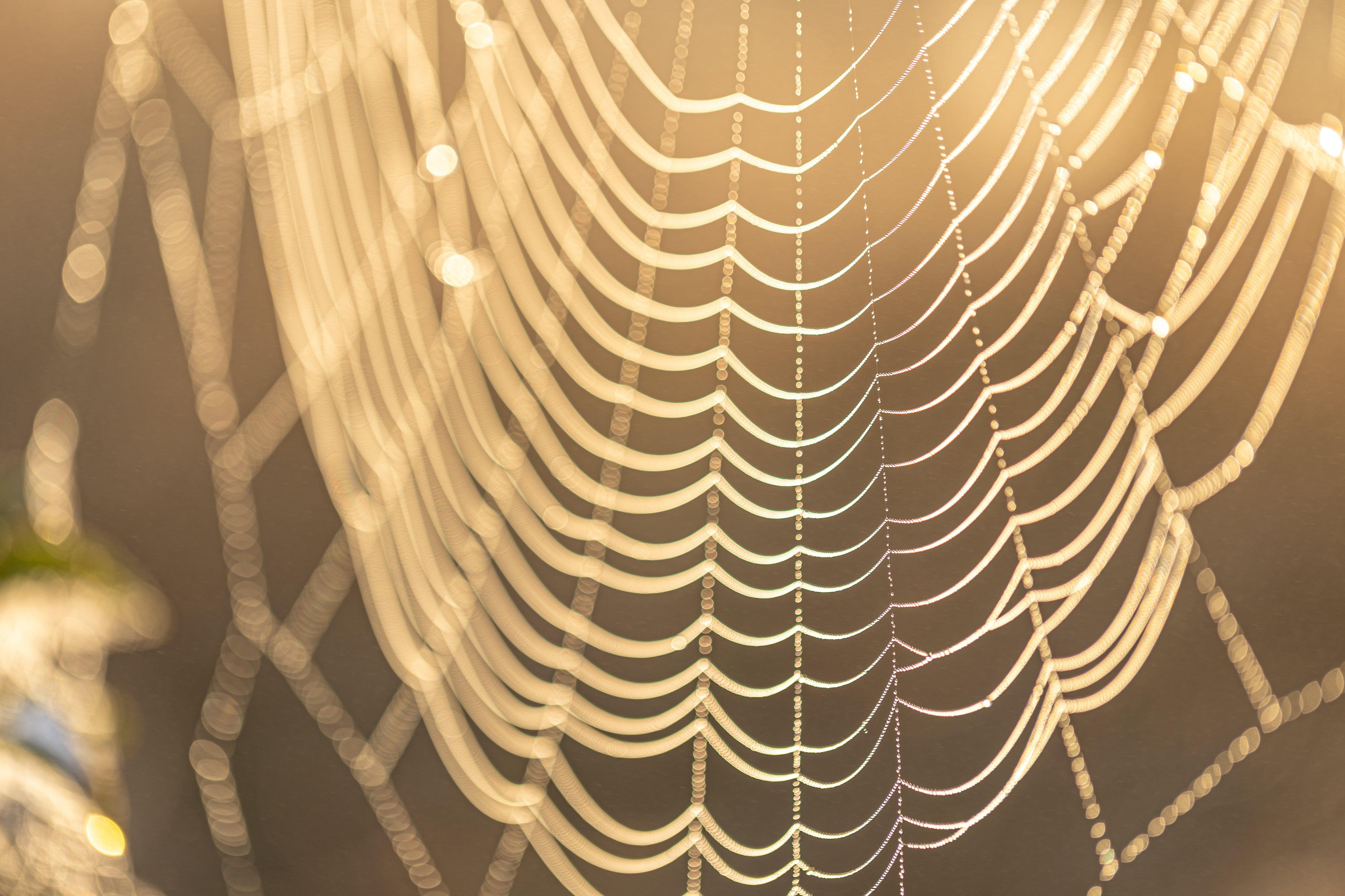 The Spiderweb of Fashion - DUSA Shop